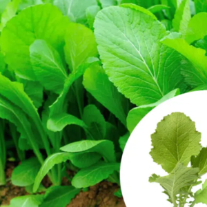 the mustard box – 200/500/1000 seedlings