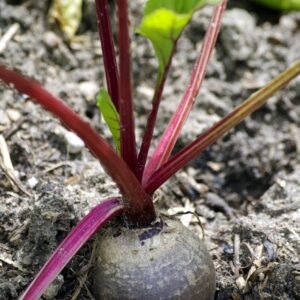 beetroot, vegetables, healthy, bio, food, red, nourishment, fresh, beetroot, beetroot, beetroot, beetroot, beetroot