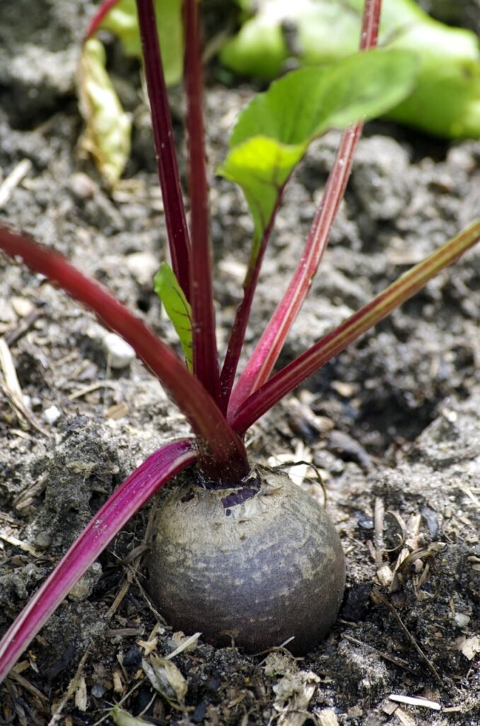 beetroot, vegetables, healthy, bio, food, red, nourishment, fresh, beetroot, beetroot, beetroot, beetroot, beetroot