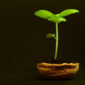 plant, small, leaf, nature, growth, tender, new, fresh, walnut, nutshell, plant in a nut shell, young, development, sprout, seedling, green, vegetation, sprout, sprout, sprout, sprout, seedling, seedling, seedling, seedling, seedling