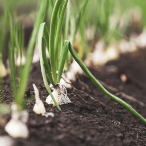 Fresh onion plants growing in dark, rich soil, showcasing vibrant green leaves and healthy growth.
