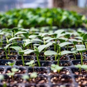 Vibrant seedlings growing in trays, perfect for gardening enthusiasts and horticulture projects.