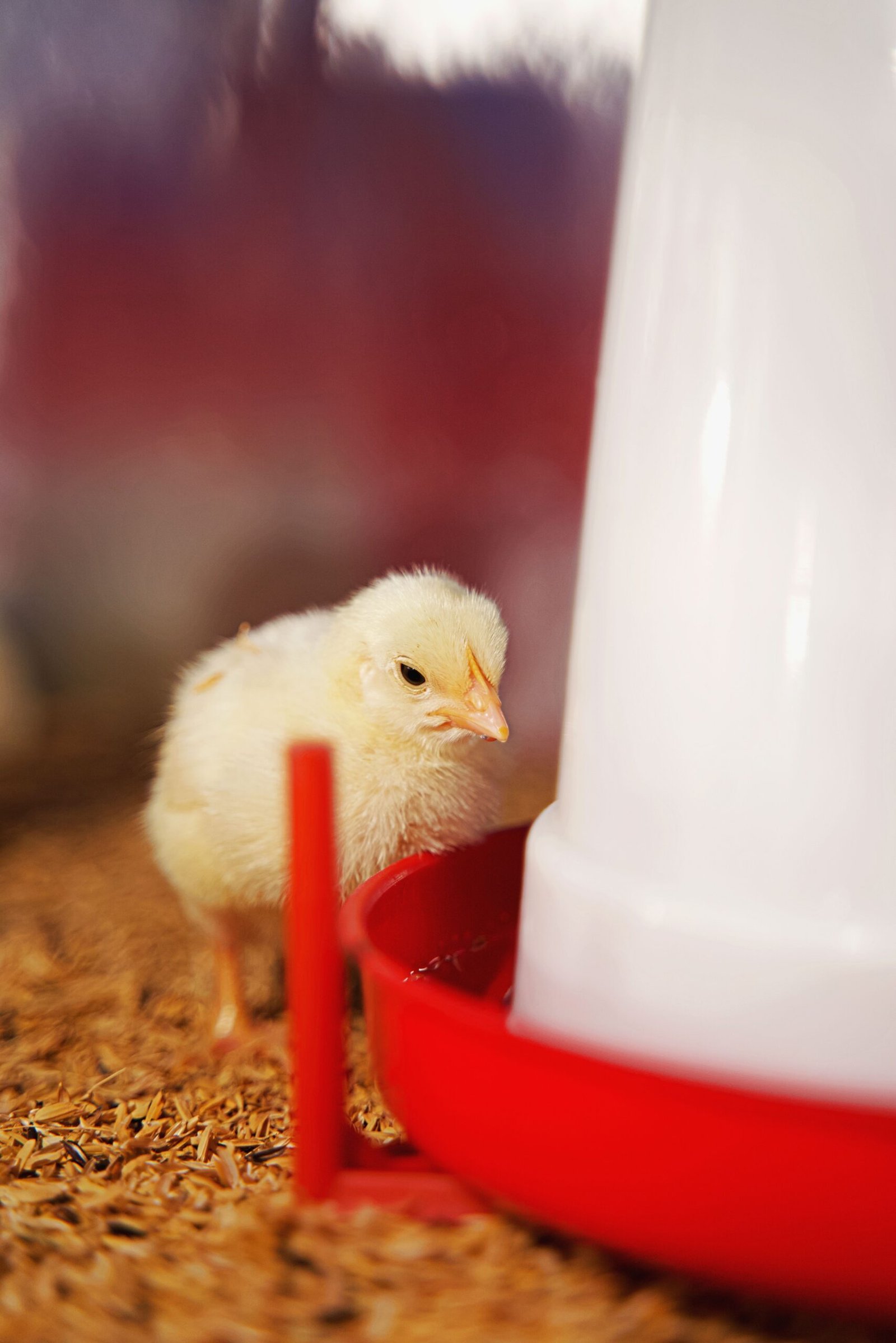 pexels photo 14944651 14944651 Adorable chick by a red water feeder in warm lighting, perfect for farm themes.