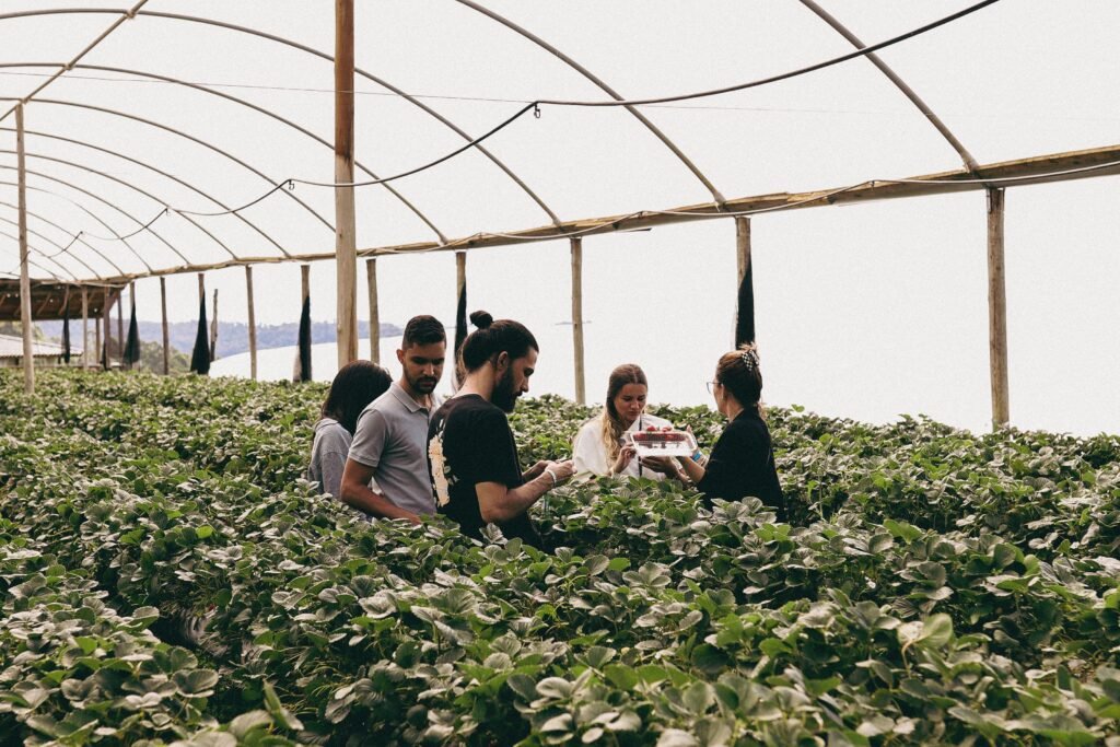 Group of people harvesting strawberries in a greenhouse, showcasing teamwork and agriculture.