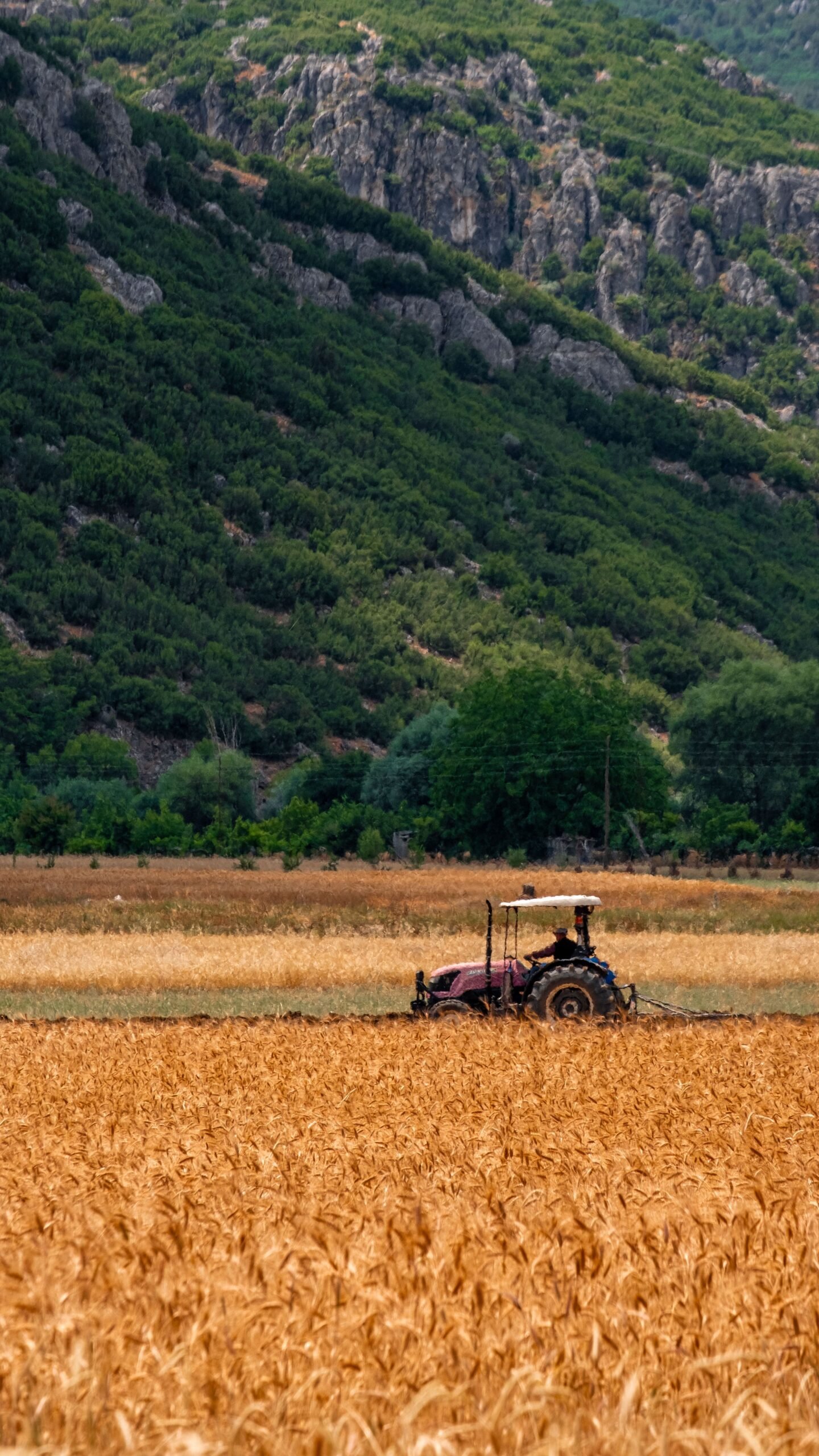 About Tractor cultivating a wheat field in Çeltikçi, Türkiye, beneath rolling hills.
