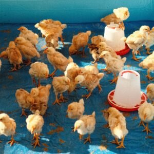 A flock of young chicks on a blue tarp with feeding containers inside.