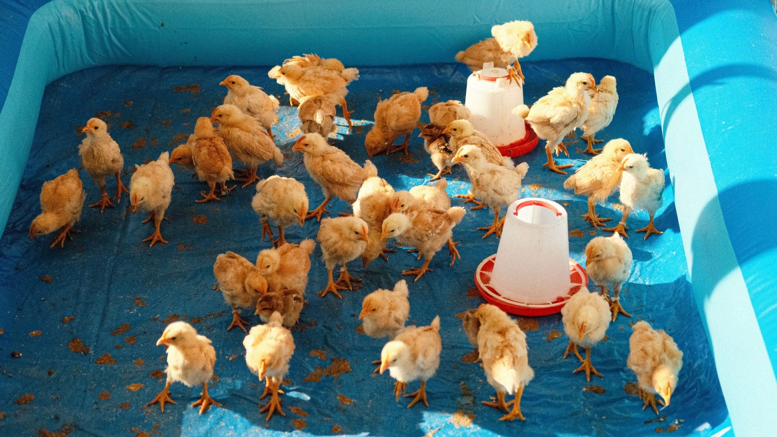 pexels photo 30692224 30692224 A flock of young chicks on a blue tarp with feeding containers inside.