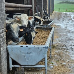 Black and white cows gathered at a feeding trough on a rainy farm day.