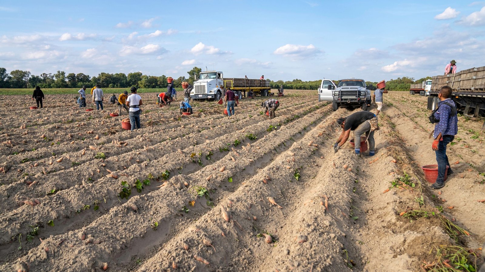 Farmers harvesting sweet potatoes in a vast North Carolina field under a clear blue sky.