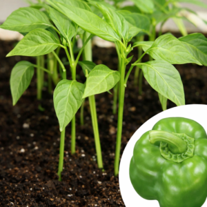 Vegetable Production pepper seedlings