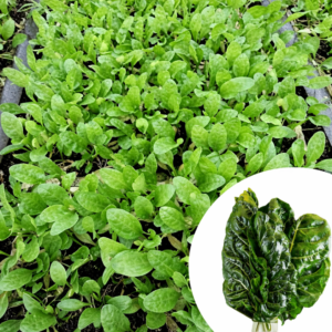 spinach seedlings
