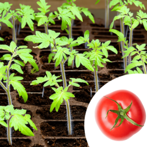 Vegetable Production tomato seedlings