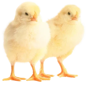 Livestock Production day old 1.png chicks