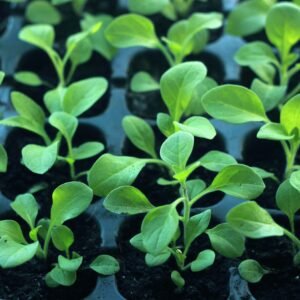 Vegetable Production Vibrant young seedlings growing in soil trays, symbolizing new growth and organic farming.