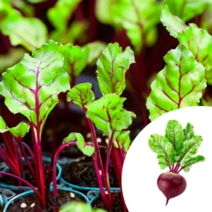beetroot seedlings