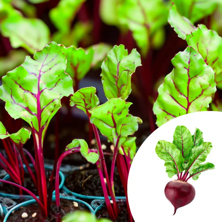 beetroot seedlings