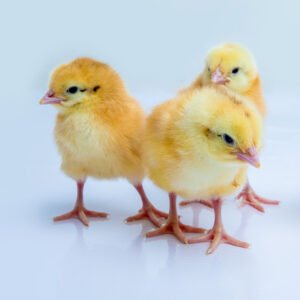 day old layer chicks