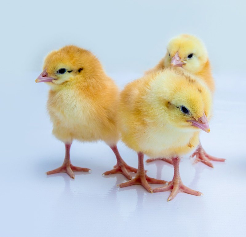 Livestock Production day old layer chicks