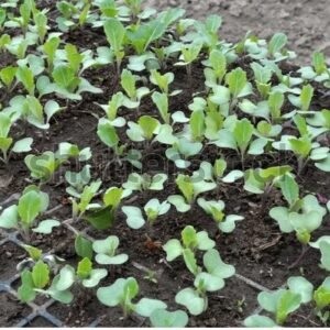 seedlings cabbage box