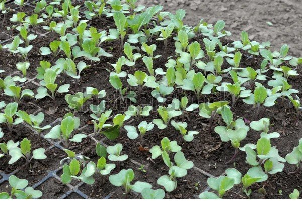 seedlings cabbage box